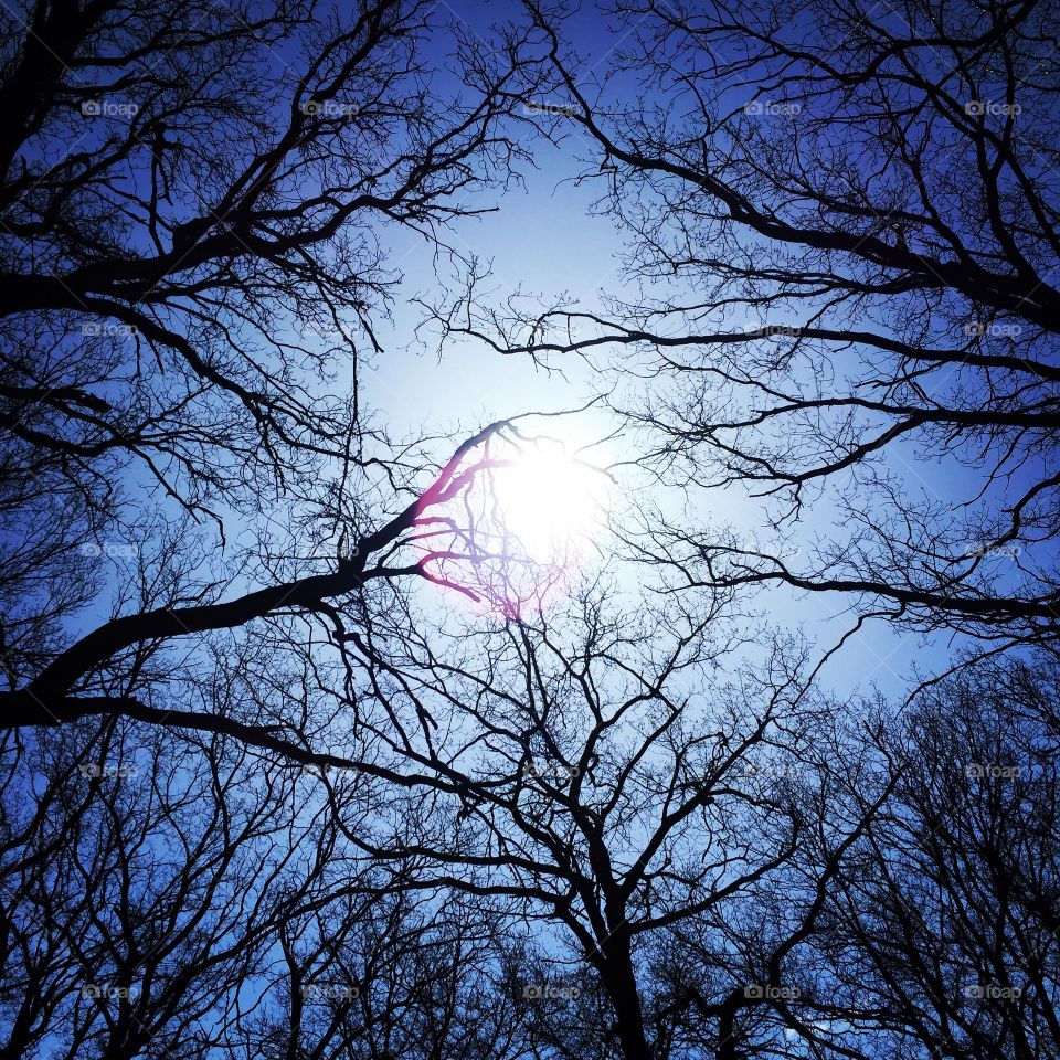 The sun on the treetops.