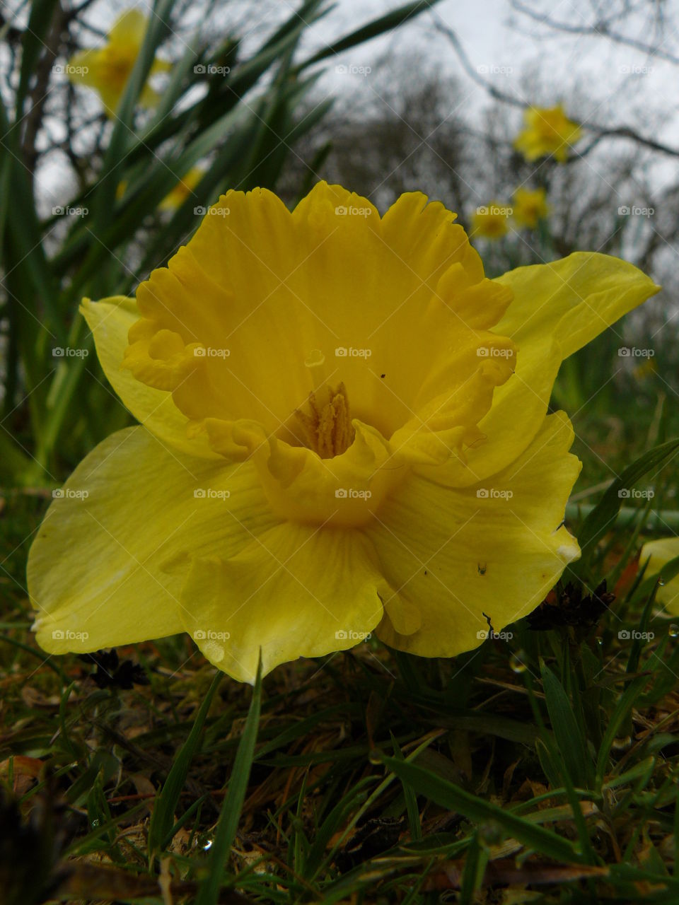 bright yellow blooming spring daffodil large petals vibrant colour beautiful nature