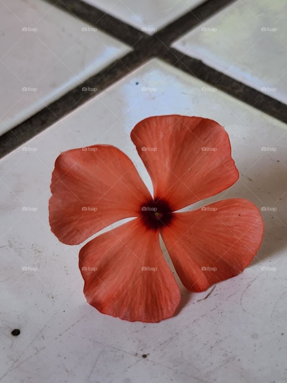 periwinkle at a cross road