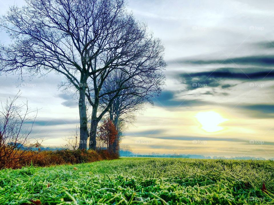 Misty sunrise behind soft clouds on a foggy and frosty winter's morning over a grassland with frozen grass and bare trees