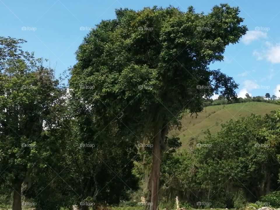 árbol