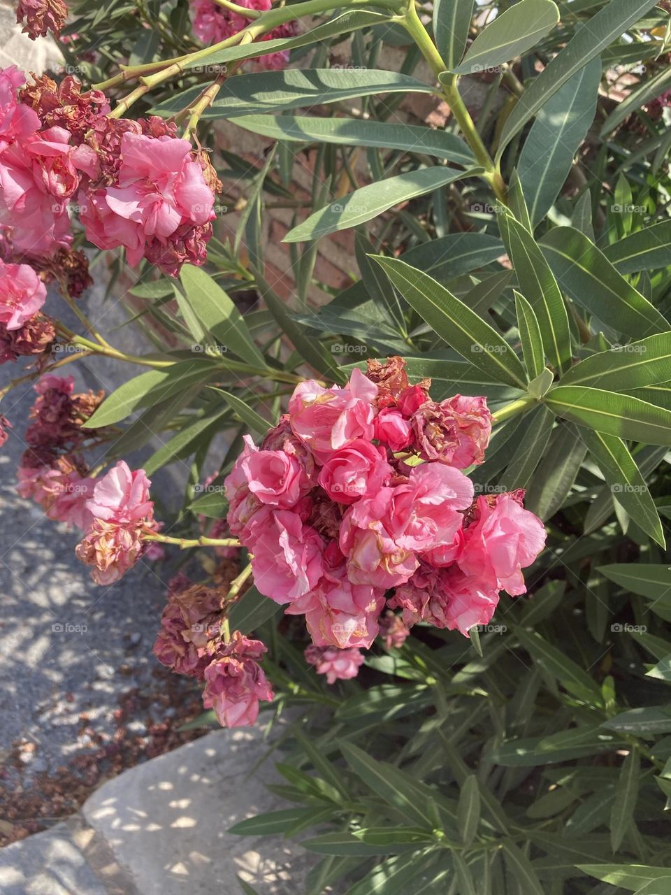Pink flowers among ruins. Sunny holidays I’m Turkey. Walk in the cute city and charming streets by the beach in Kusadasi. perfect blue sky and ocean view. Beach and the shore. To travel is to live. Gorgeous tall palm trees.