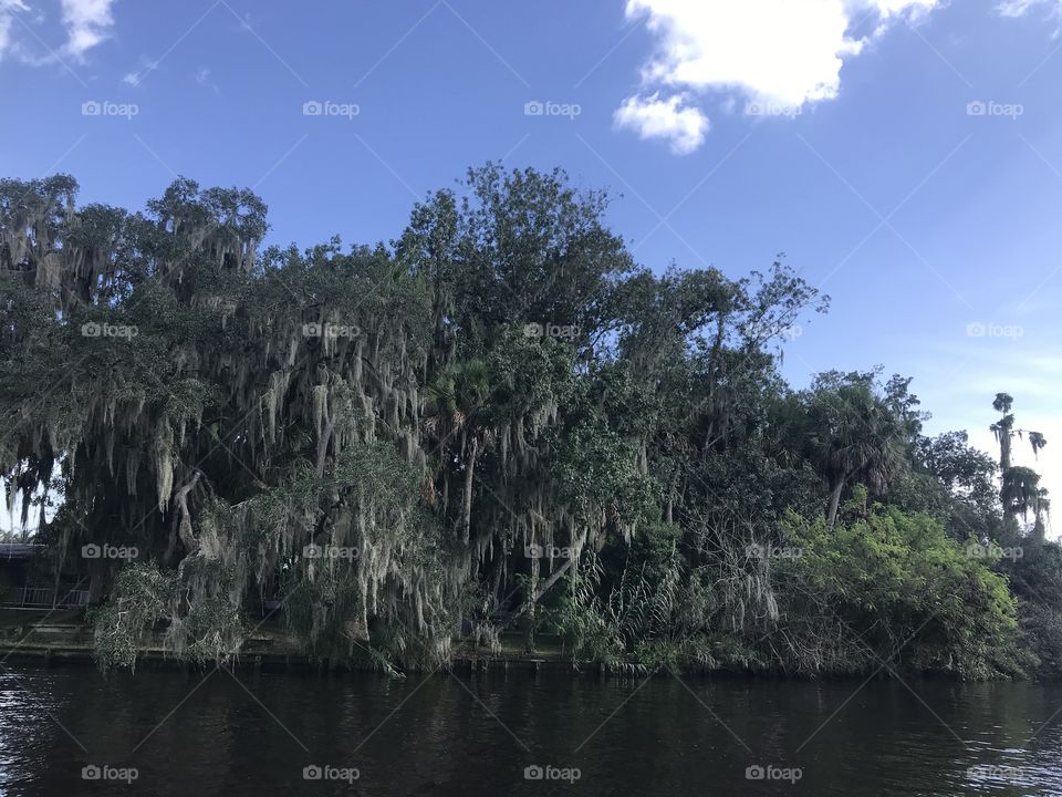 Palm trees by the river