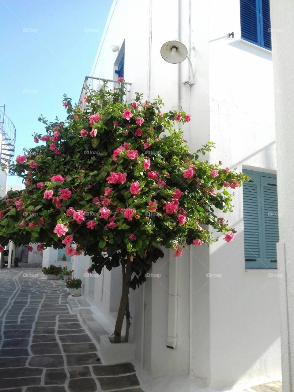 beautiful colour tree