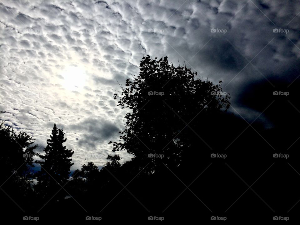 silhouette of a tree against sky and sunlight