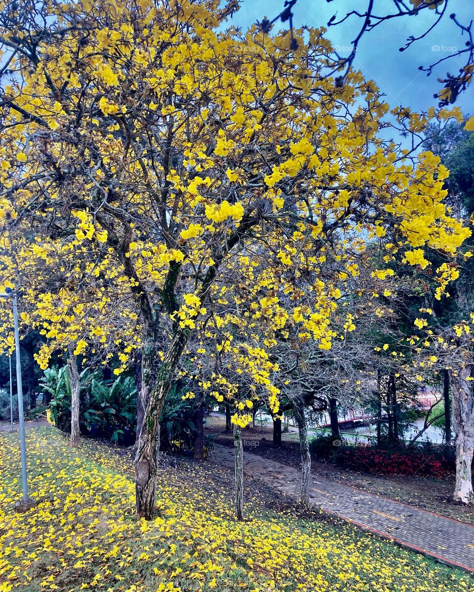 Quem disse que o dia está cinza?

Olhe aí quanto amarelo dos ipês…

https://pbs.twimg.com/media/F4eAzv2XkAAQy8H.jpg

📸 #FOTOGRAFIAéNOSSOhobby