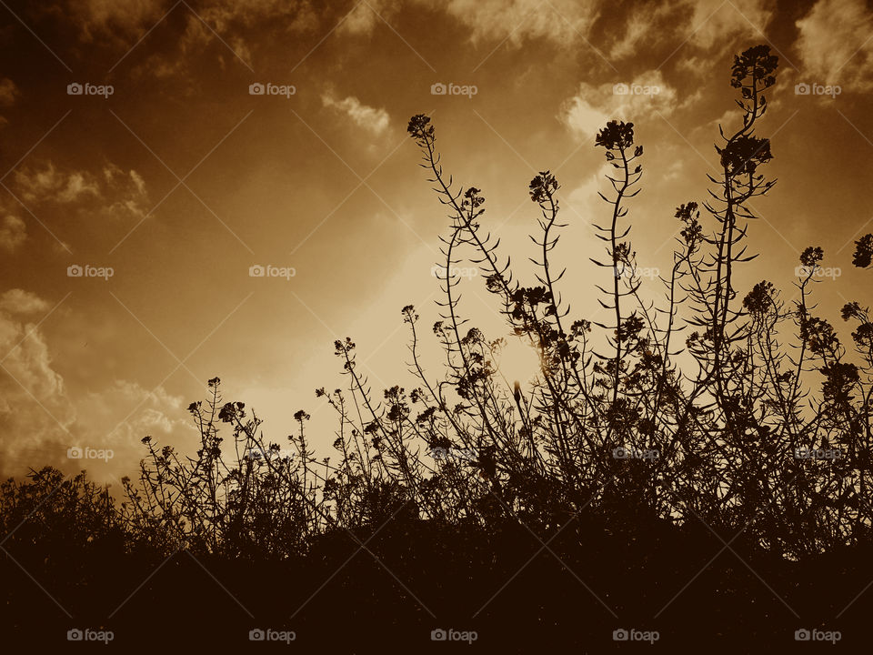 Silhouette of weeds against sunset sky. Sepia photo.