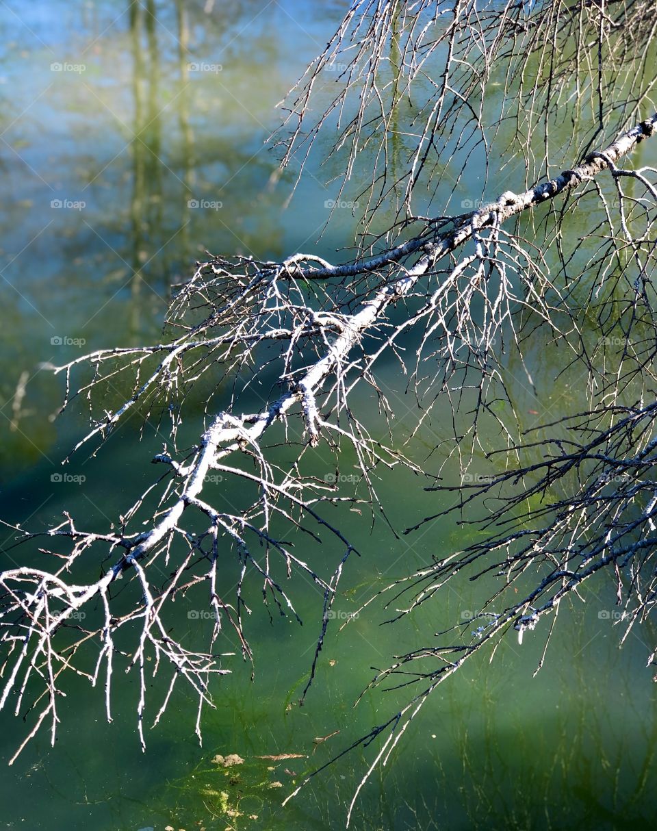 Bare branches over algae green koi pond