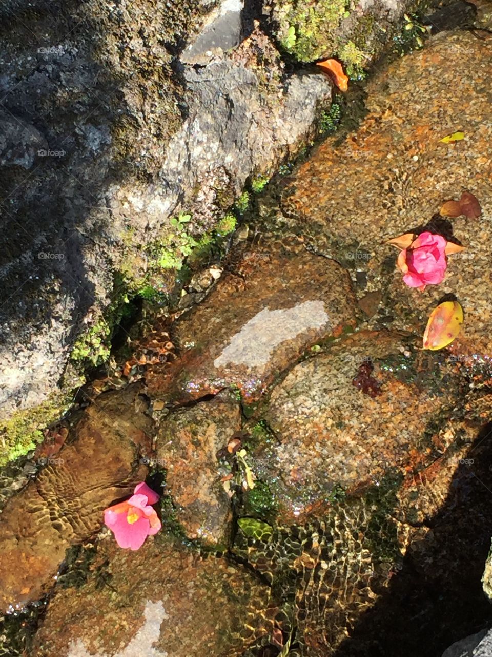 Shallow stream in the sun