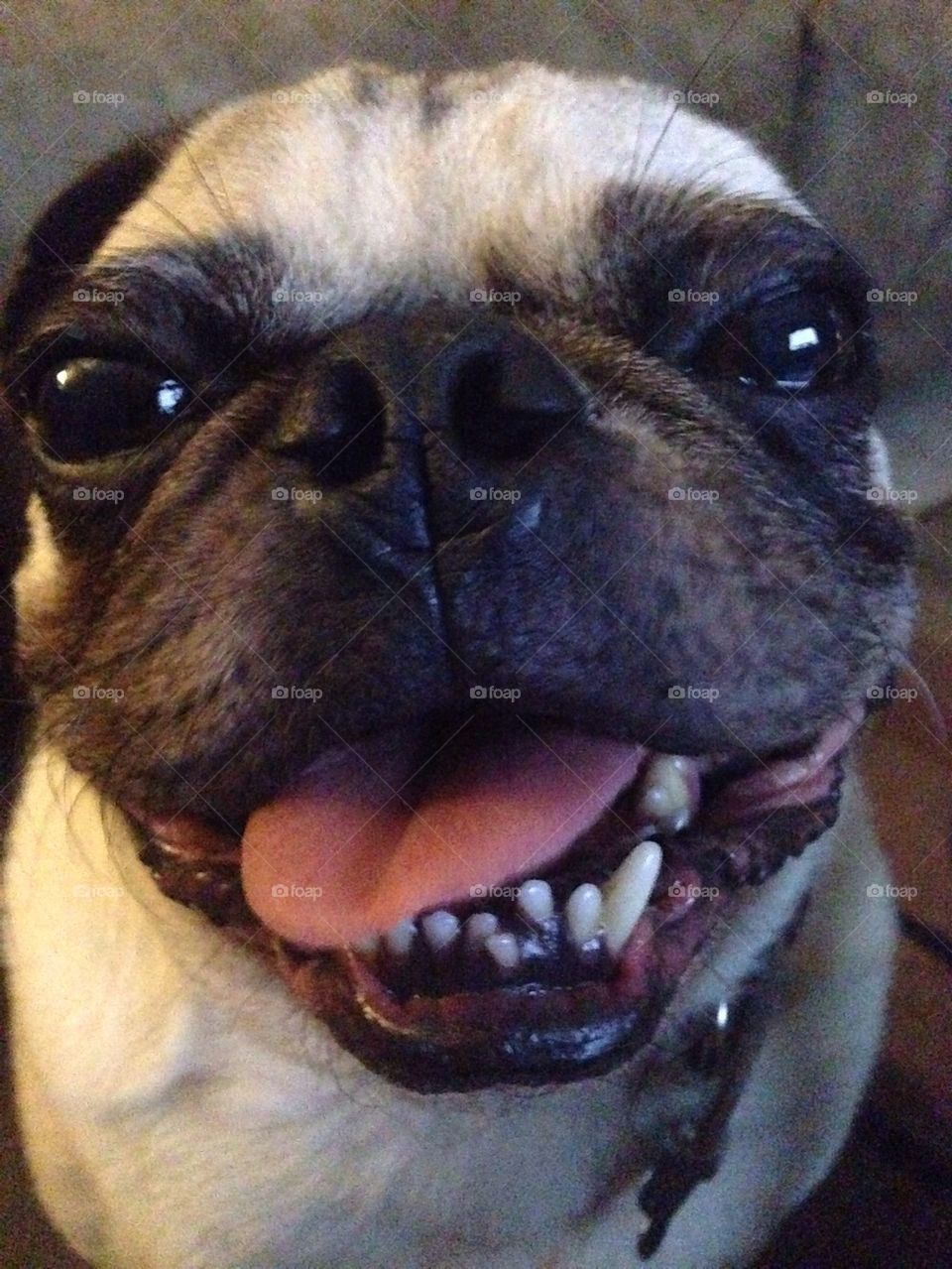 Pug is Happiness 