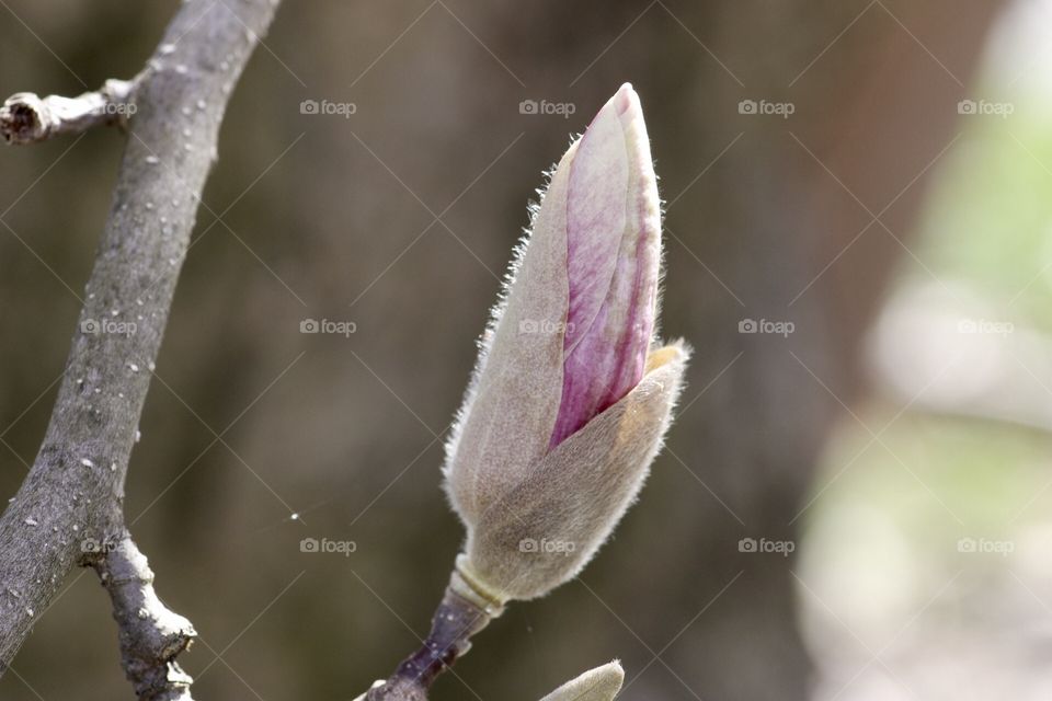 Blooming Japanese Magnolia