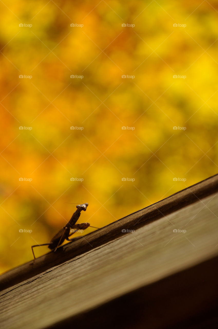 insect bug praying mantis by charles2111