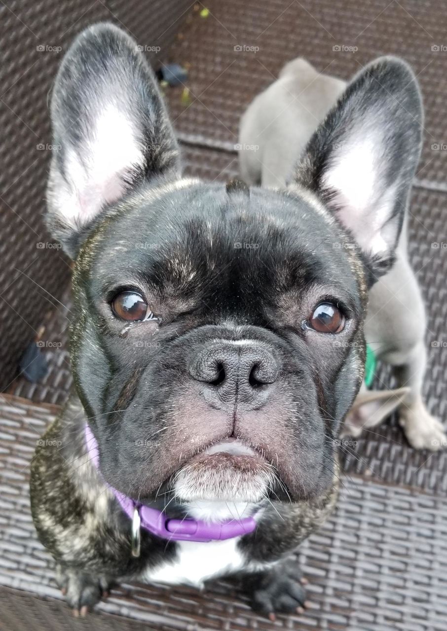 French Bulldog ~ Brindle