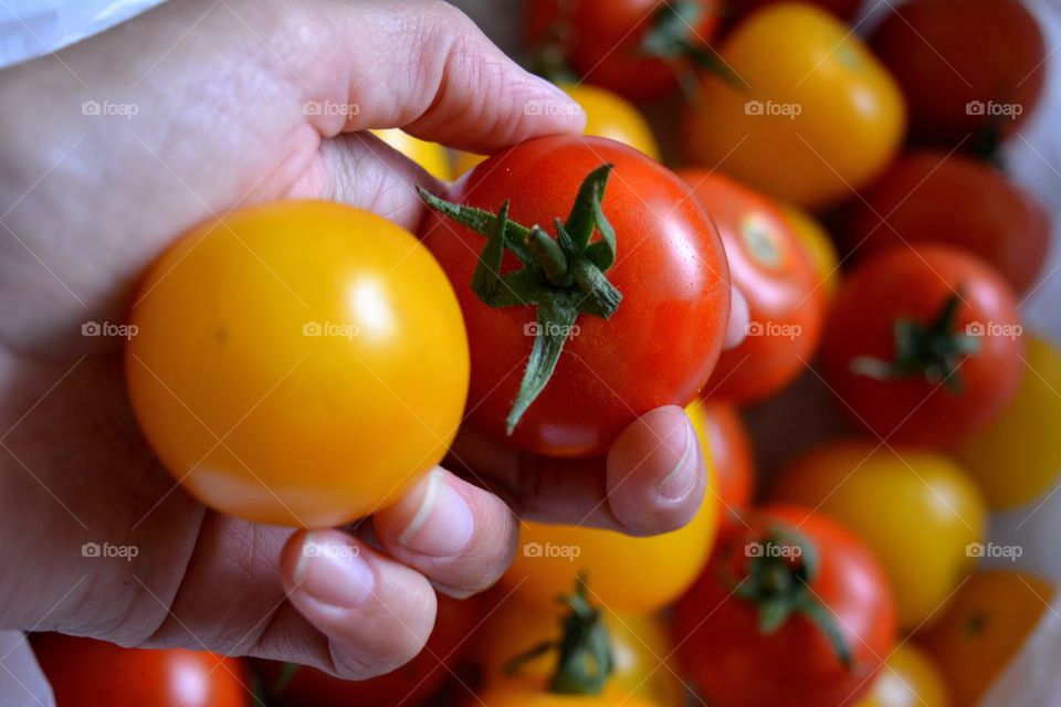 yellow and red tomatoes in the hand harvest