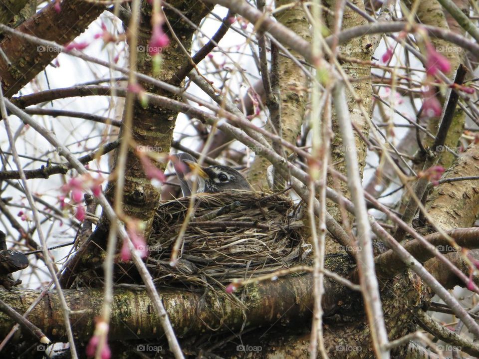 Robins nest