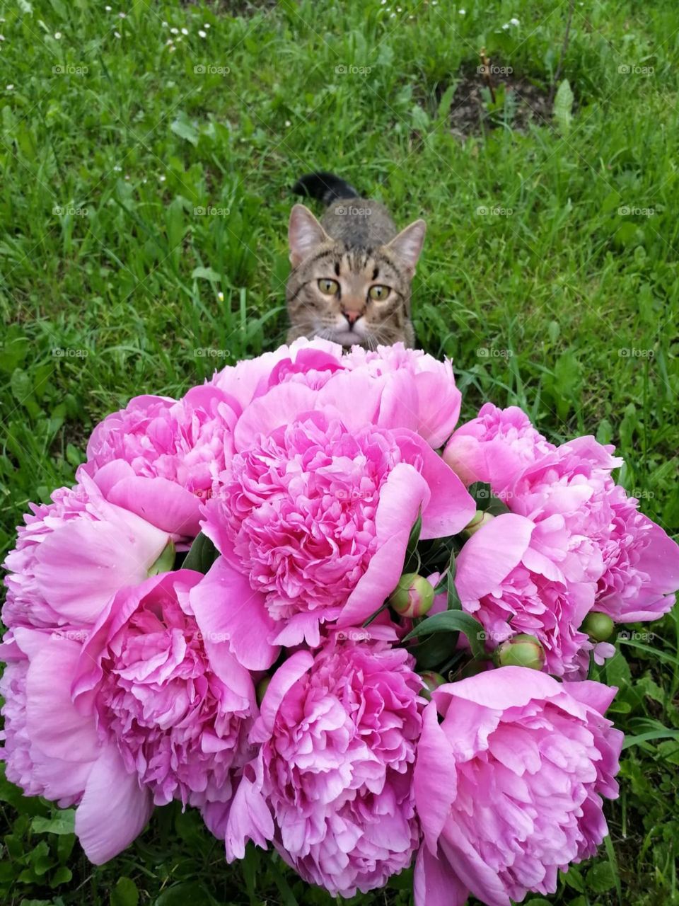 I'll give you flowers!