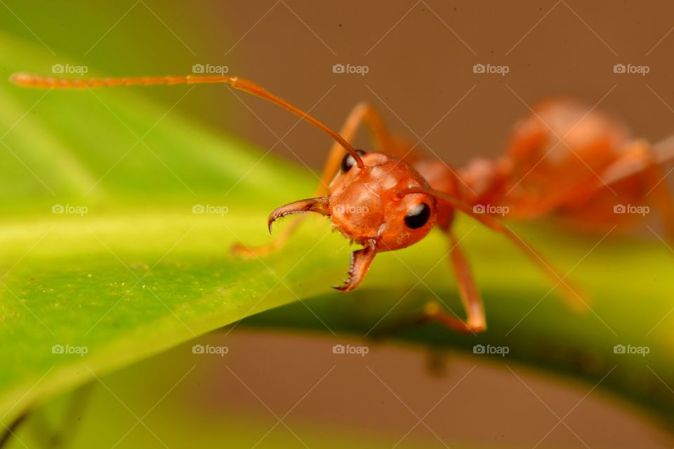 Ready to fight oh!..