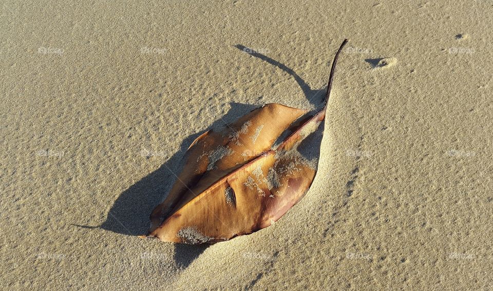 a lonely leaf in the beach sand