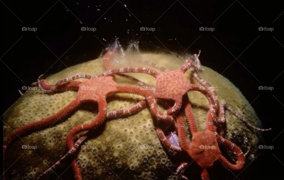 Ruby brittle star