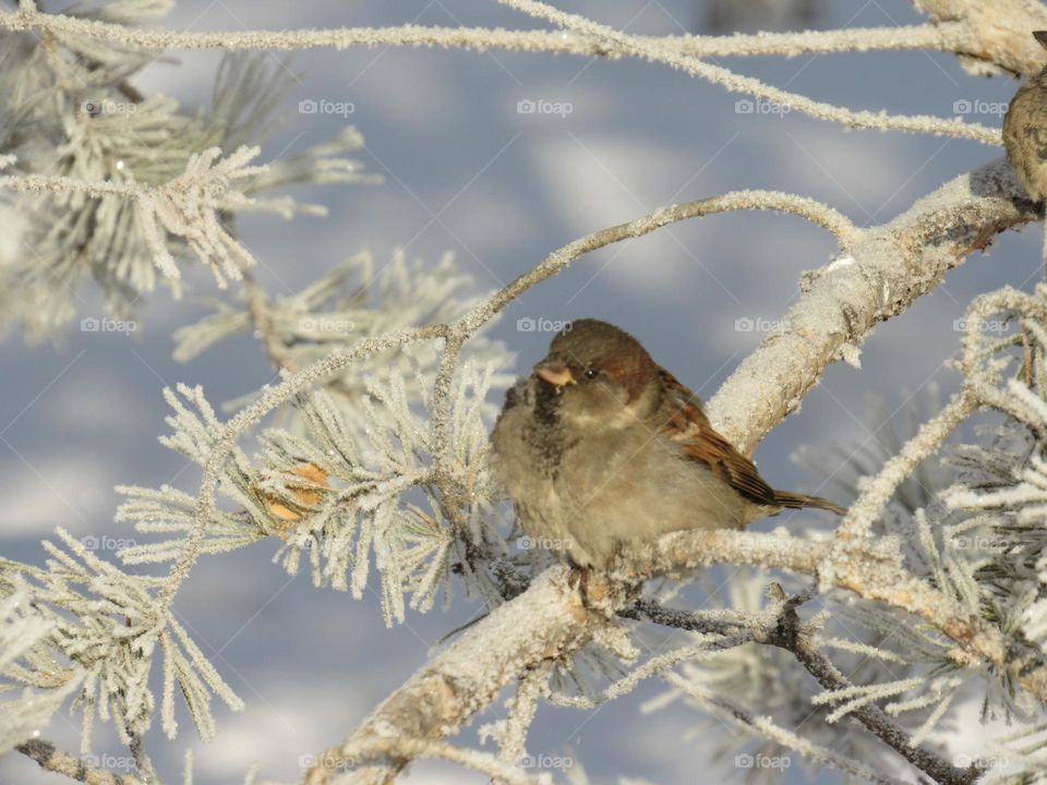воробей на ветер сосны