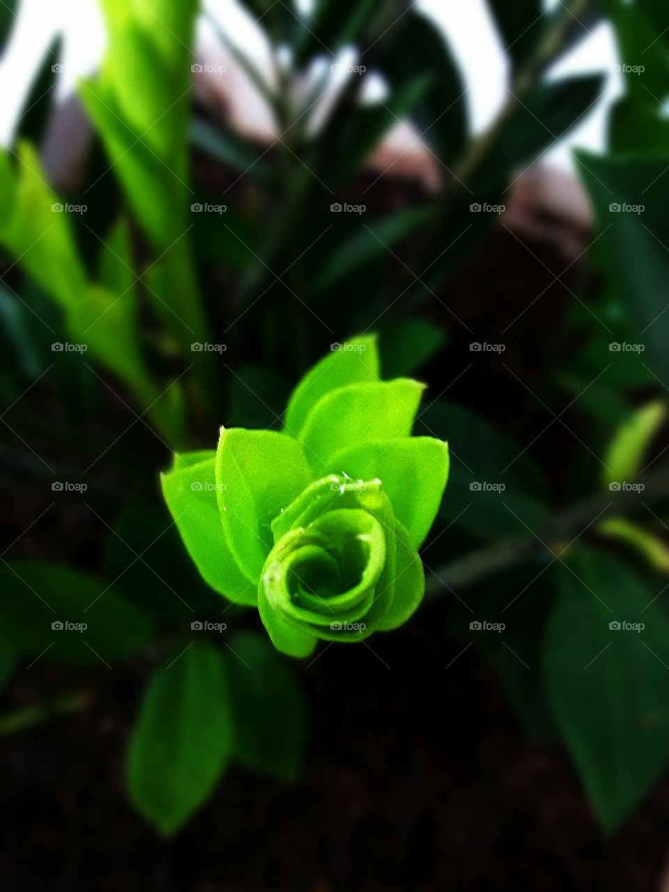 Green Flower