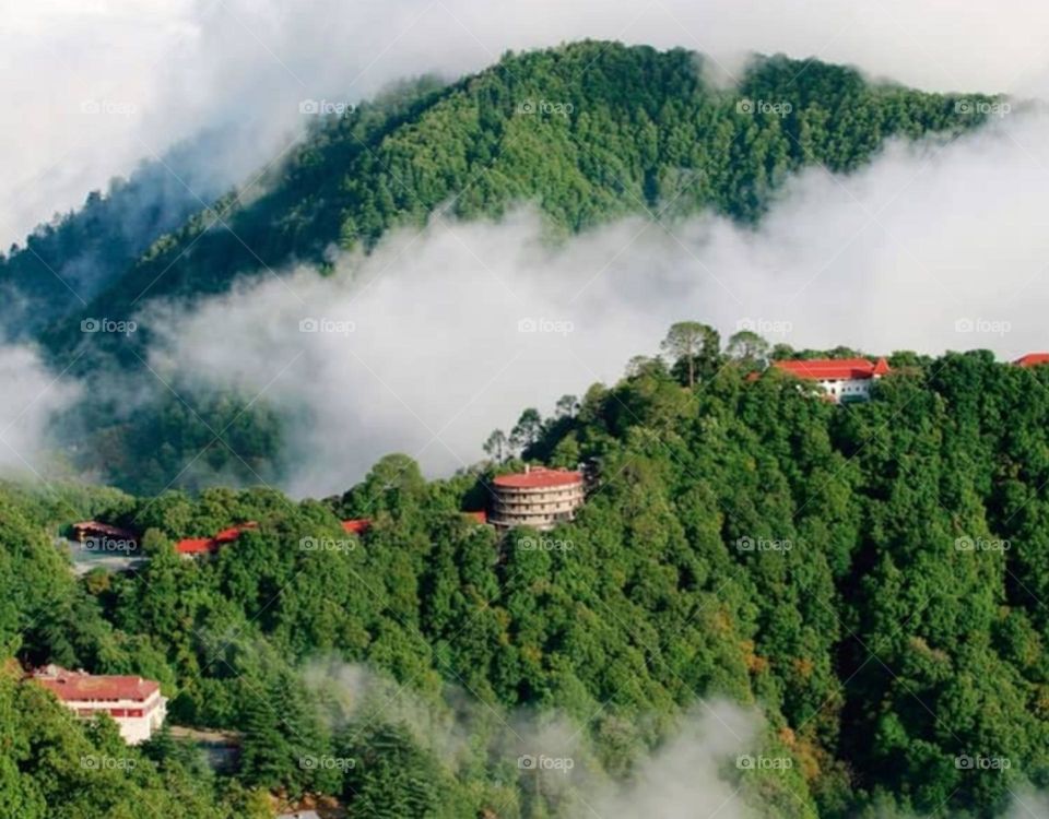 green trees and claud