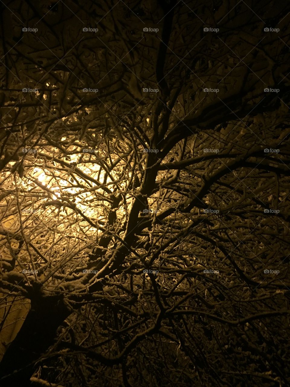 Glowing snow through the branches