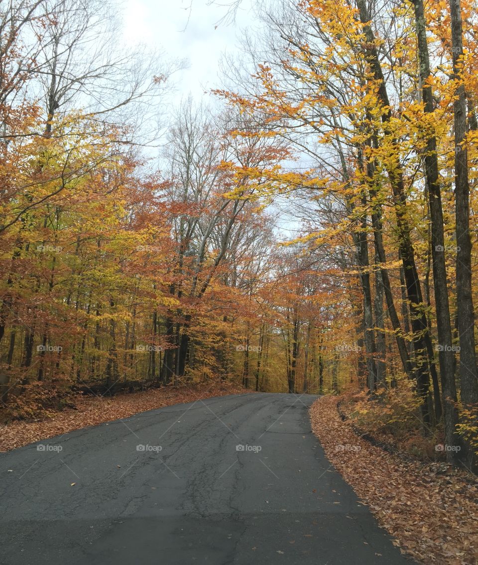 Straight road in autumn