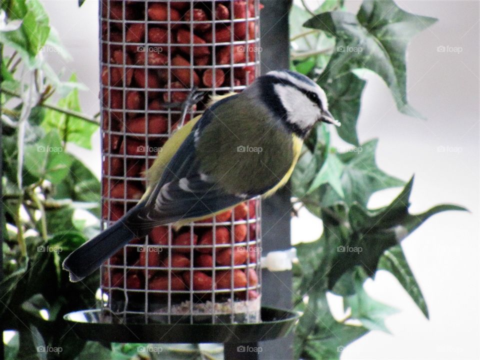 Blue tit