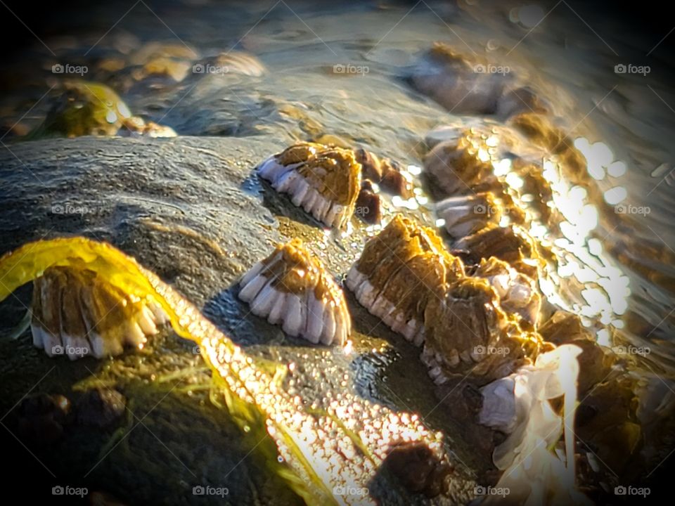 Barnacles on a rock