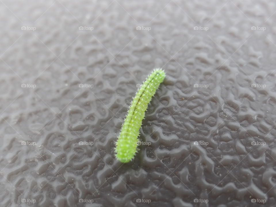 Inch Worm. Close up of small green caterpillar. 