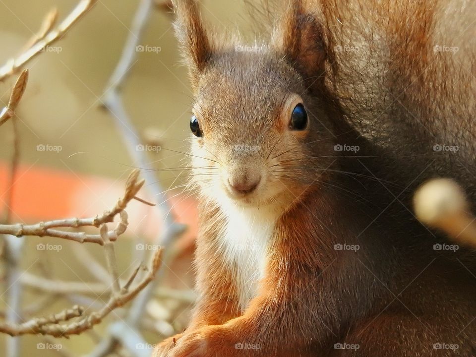 squirrel portrait