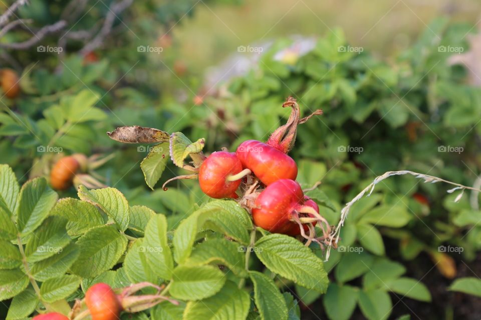 Rose hip bush