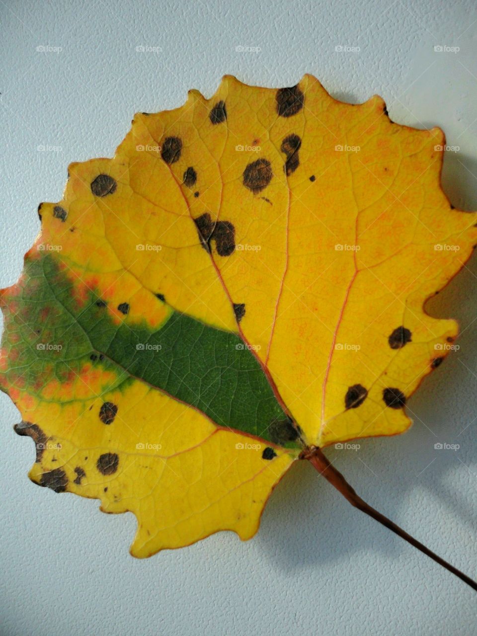 autumn leaf