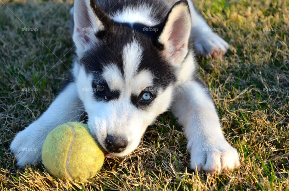Some day I will play fetch too!