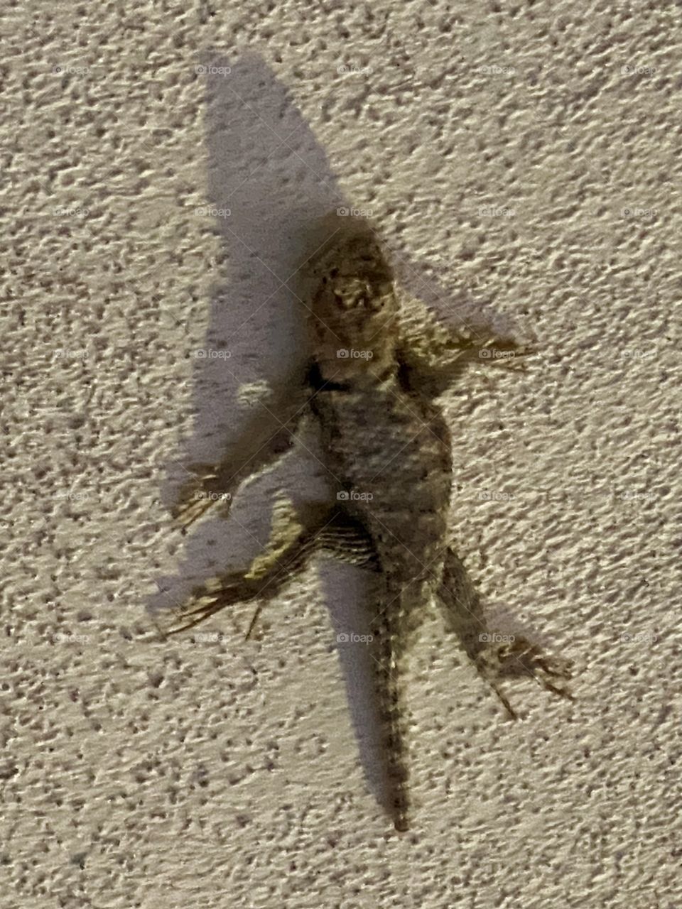 Lizard on wall