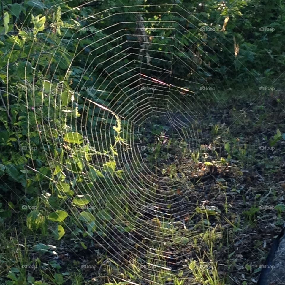 Perfect spider web