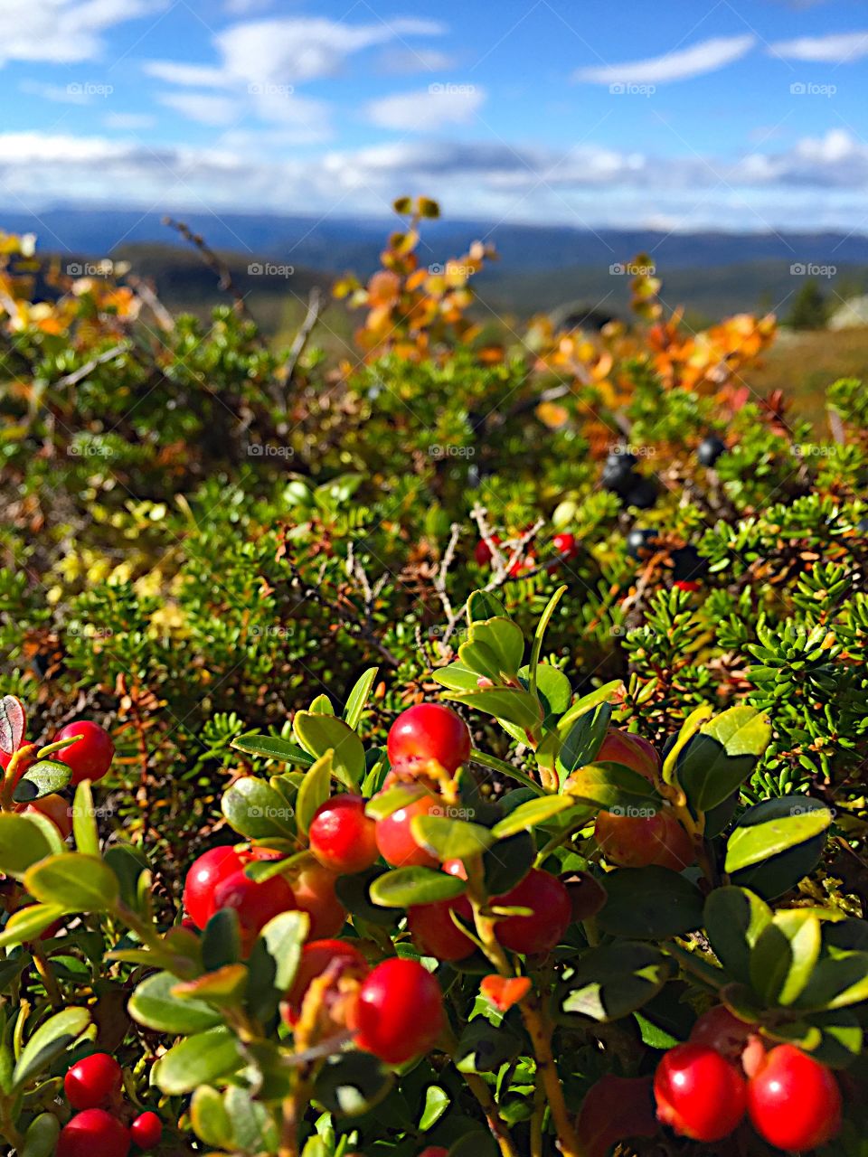 Tyttebær / lingonberry. Hallingdal: mountain treasures