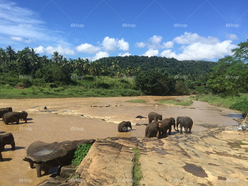 Very nice please in Sri Lankan animals he