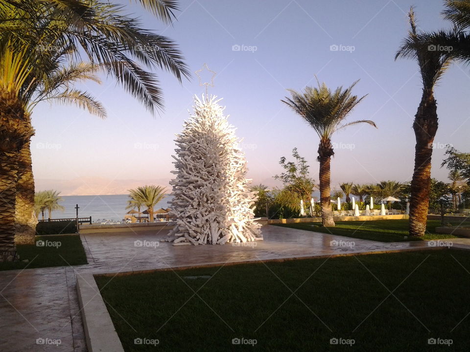 Новогодняя ель на Красном море
