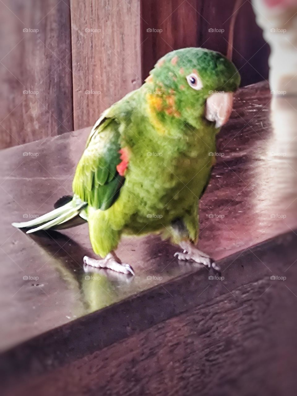 Maracanã parakeet recognized by its bright green feathers, dotted with some red feathers on the head, neck and face.  A very beautiful bird.