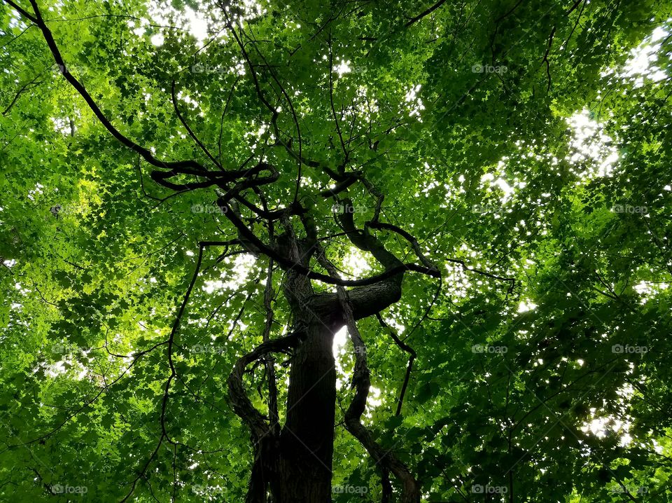 Rope bark