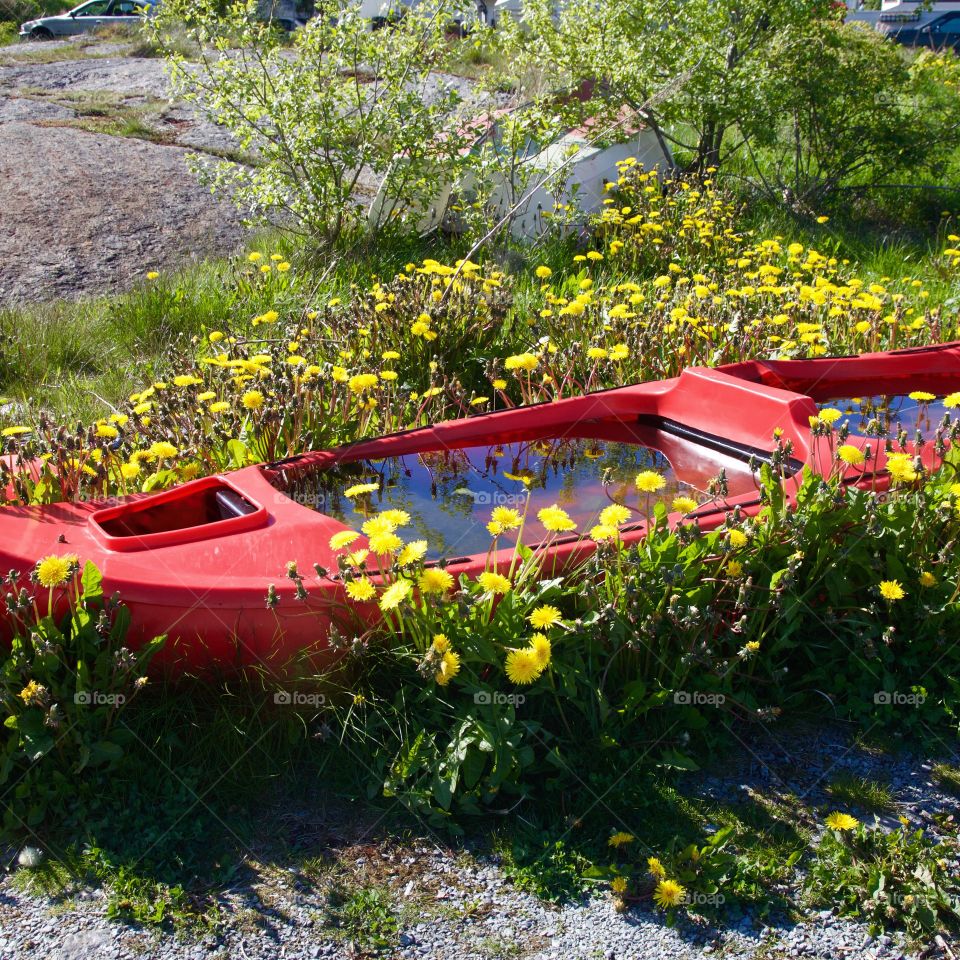 Red canoe. Red canoe stranded on shore between Dandelions. 