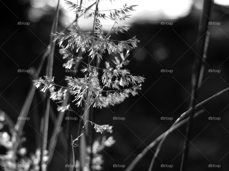 Monochrome photography of plant growing in forest in Berlin, Germany.