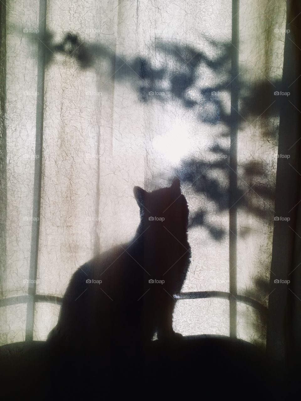 Shadow cat in window