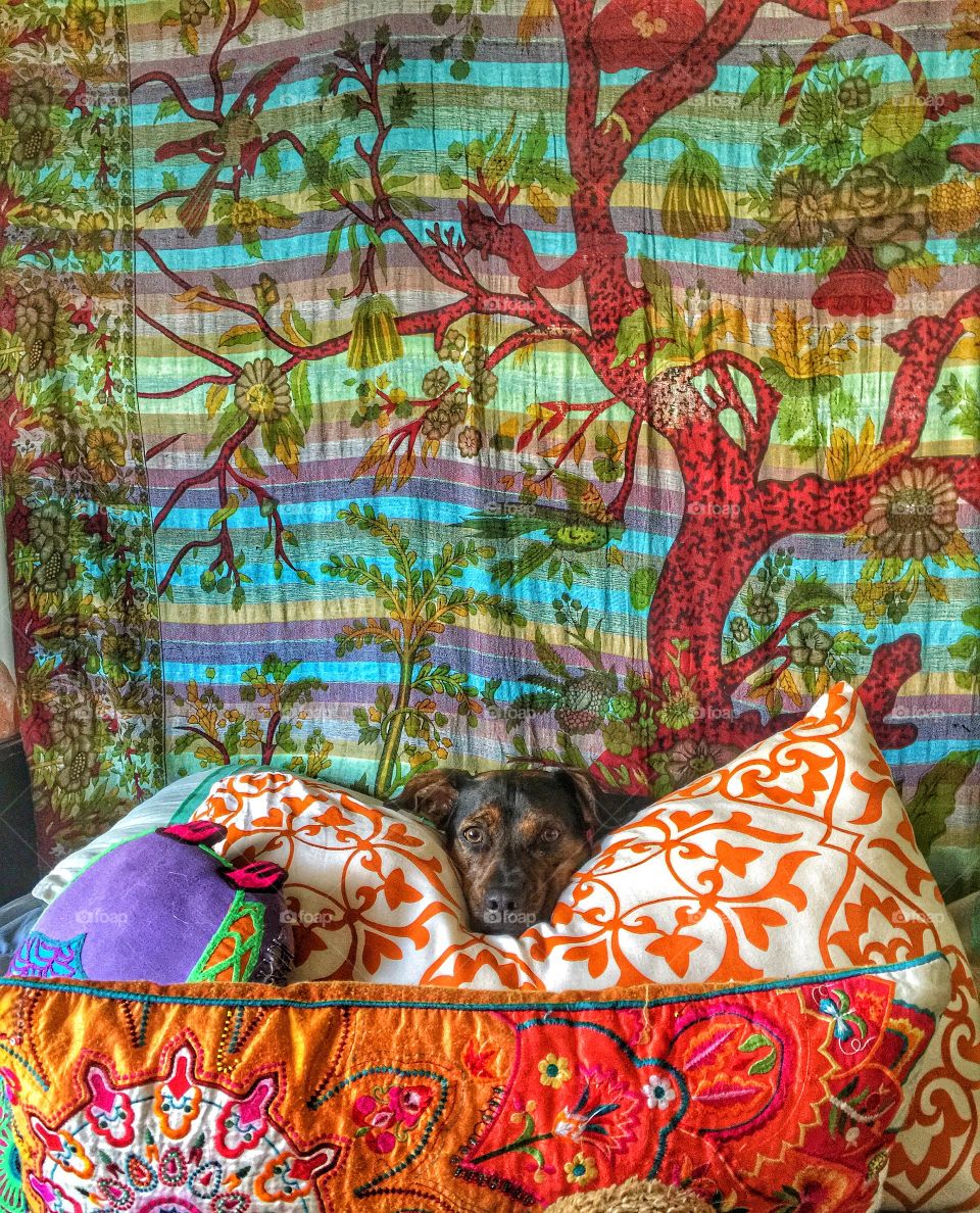 Comfy dog and tapestry 