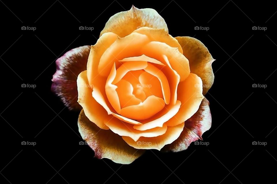 Orange Rose
