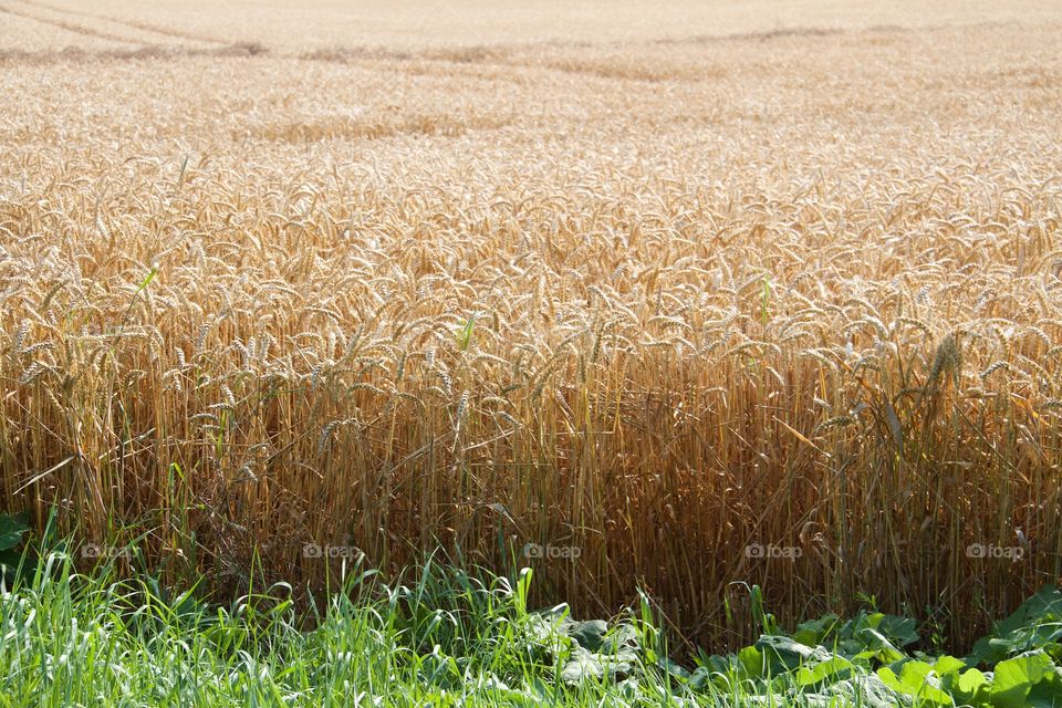 Agriculture field in summer