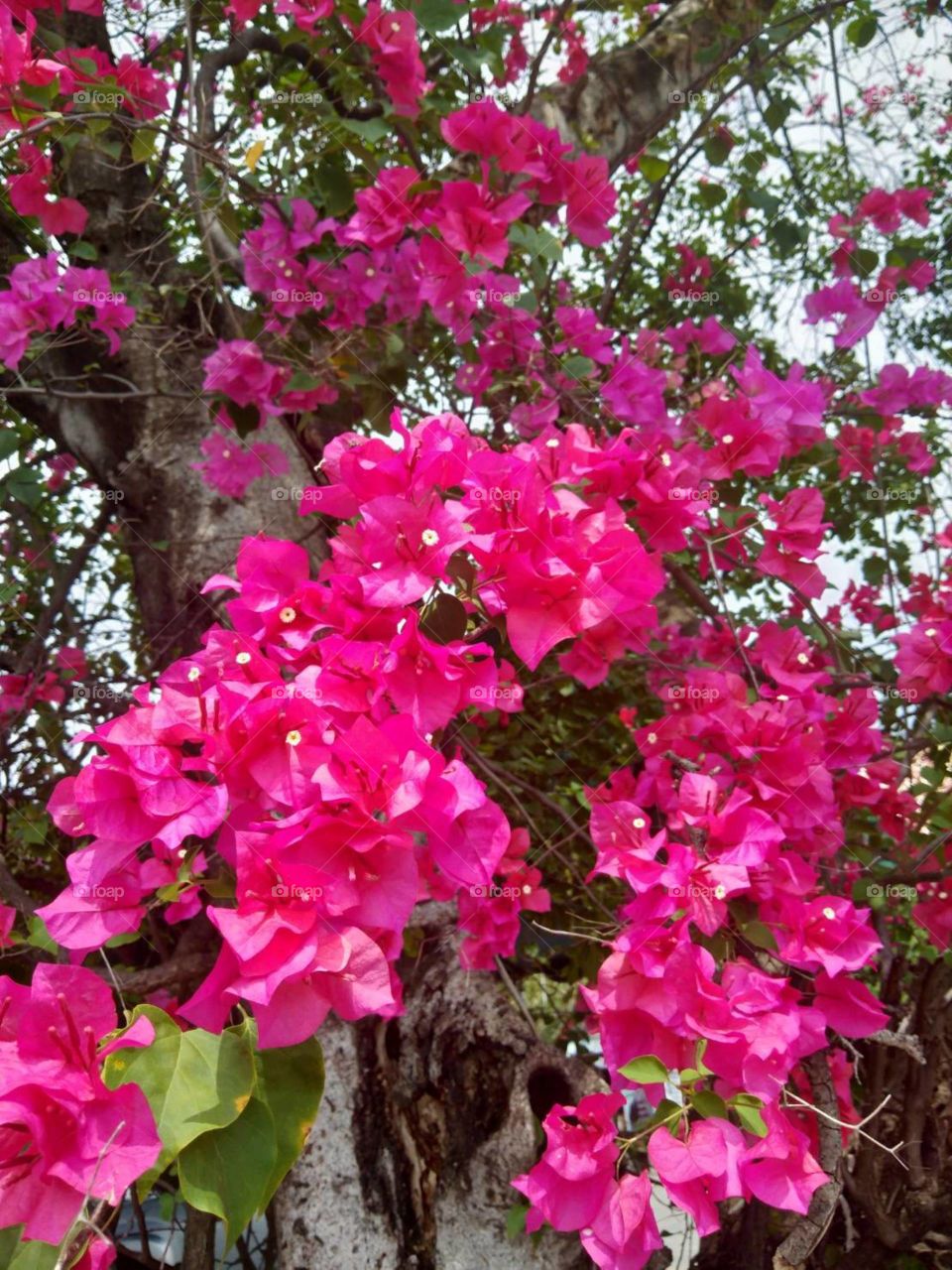 Pink Bougainvillea tree.