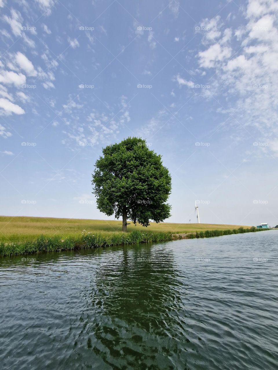 Beautiful tree view along the Geervliet lake. The Netherlands.